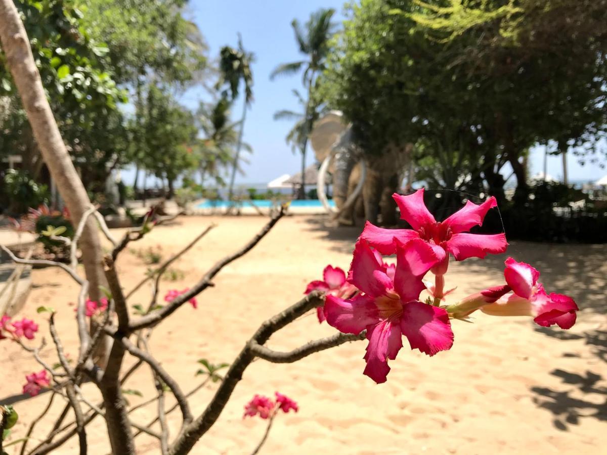 White Elephant Sea Lodge Malindi Eksteriør billede
